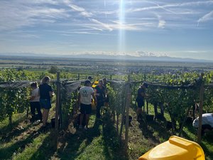 Vendanges 2026 projet VISTA
