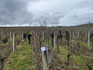 Concours de taille de vigne 2025