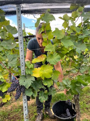 Vendanges 2026 projet VISTA