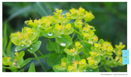 Concours photo Objectif nature Zoe Nussbaum