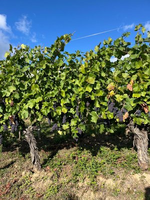 Vendanges 2026 projet VISTA
