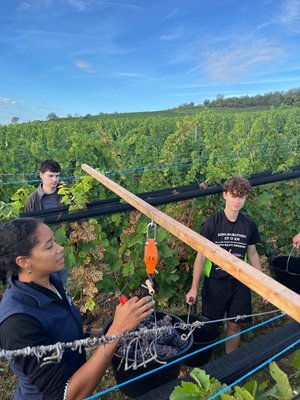Vendanges 2026 projet VISTA