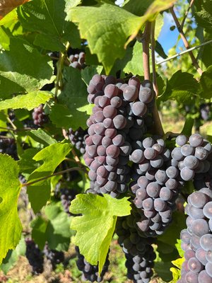 Vendanges 2026 projet VISTA