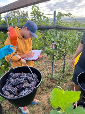 Vendanges 2026 projet VISTA