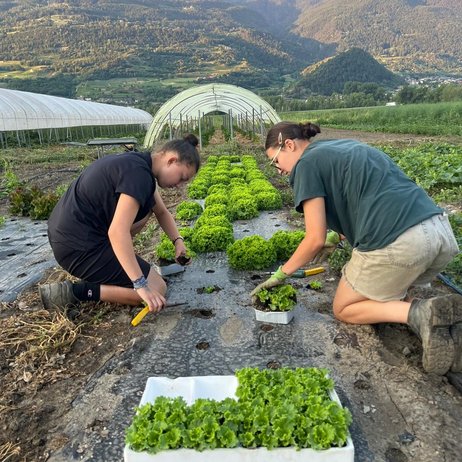 Stage de 1ère bac pro Conduites de Productions Horticoles à Aoste en Italie