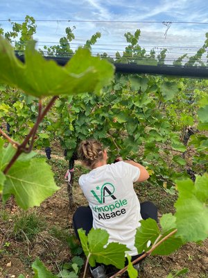 Vendanges 2026 projet VISTA