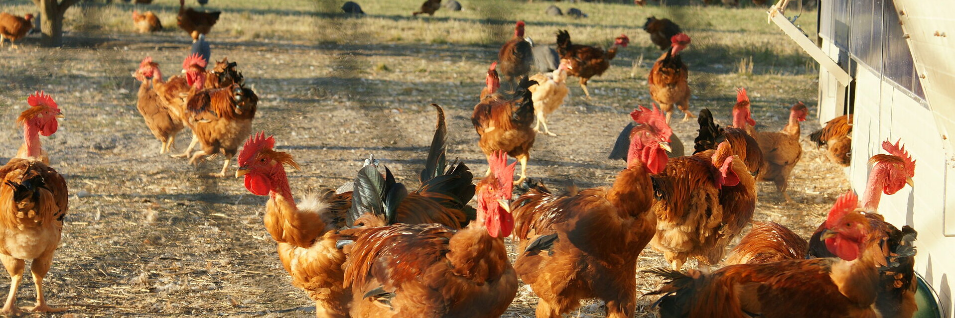 Production de poulets élevés en plein air