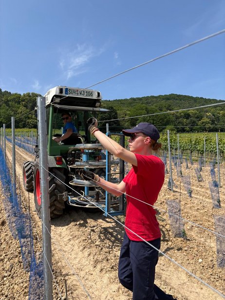 Stage de BTS en viticulture en Rhénanie Palatinat en Allemagne