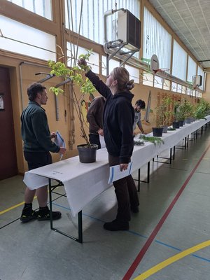 Concours de reconnaissance régional des végétaux à Wintzenheim